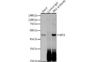Immunoprecipitation analysis of 300 μg extracts of HeLa cells using 3 μg IRF2 antibody (ABIN1681257, ABIN3019232, ABIN3019233 and ABIN7101734). (IRF2 antibody)