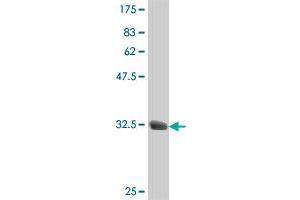 Western Blot detection against Immunogen (34. (B3GNT3 antibody  (AA 135-208))