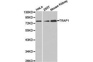 Western Blotting (WB) image for anti-TNF Receptor-Associated Protein 1 (TRAP1) antibody (ABIN1875197) (TRAP1 antibody)