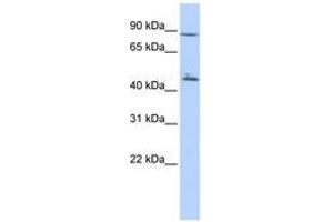 Image no. 1 for anti-Adenylate Kinase 9 (AK9) (N-Term) antibody (ABIN6741331)