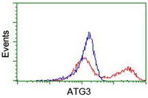 HEK293T cells transfected with either RC203453 overexpress plasmid (Red) or empty vector control plasmid (Blue) were immunostained by anti-ATG3 antibody (ABIN2454918), and then analyzed by flow cytometry. (ATG3 antibody)