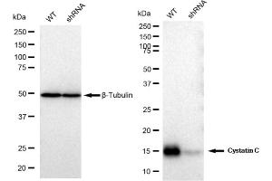Western blotting analysis using Cystatin C antibody (ABIN7798239). (Recombinant CST3 antibody)