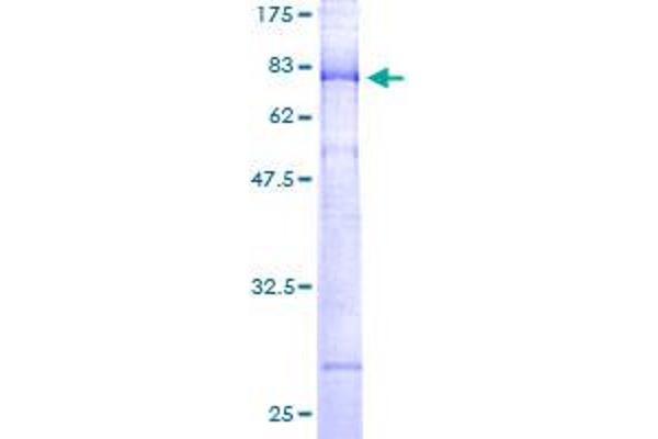Kir2.2 Protein (AA 1-433) (GST tag)