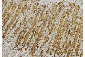 ABIN6277594 at 1/100 staining Human gastric tissue by IHC-P. (GALNS antibody  (Internal Region))