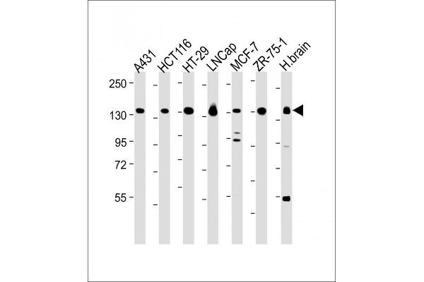 Myosin VI antibody  (C-Term)