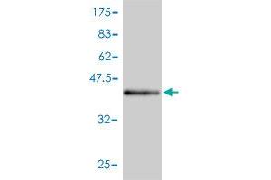 Western Blot detection against Immunogen (46. (PEBP1 antibody  (AA 1-187))