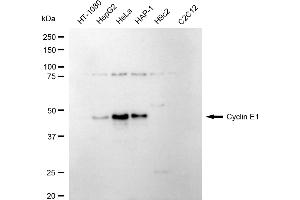 Western blotting analysis using cyclin E1 antibody (ABIN7798197). (Recombinant Cyclin E1 antibody)