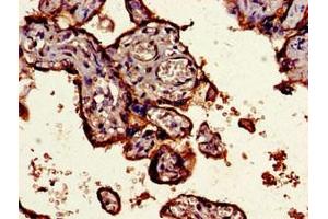 Immunohistochemistry of paraffin-embedded human placenta tissue using ABIN7148376 at dilution of 1:100 (CD55 antibody  (AA 35-126))