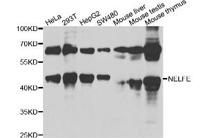 Western blot analysis of extracts of various cell lines, using NELFE antibody. (RDBP antibody)