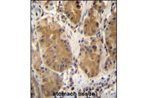 PCDHB5 Antibody (Center) (ABIN657154 and ABIN2846288) immunohistochemistry analysis in formalin fixed and paraffin embedded human stomach tissue followed by peroxidase conjugation of the secondary antibody and DAB staining.