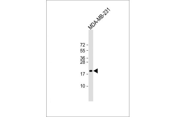 TSHB antibody  (AA 58-86)