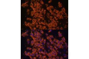 Immunofluorescence analysis of C6 cells using LRRC7 antibody (ABIN6128203, ABIN6143347, ABIN6143348 and ABIN6216986) at dilution of 1:100. (LRRC7 antibody  (AA 730-890))