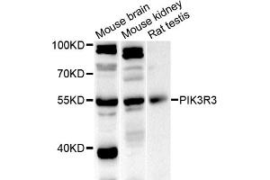 Western blot analysis of extracts of various cell lines, using PIK3R3 antibody (ABIN5975675) at 1/1000 dilution. (PIK3R3 antibody)