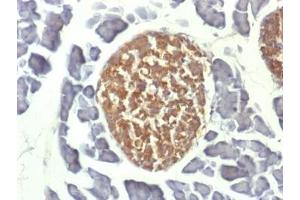 IHC testing of FFPE mouse pancreas with NSE antibody (clone ENO2/1462). (ENO2/NSE antibody  (AA 416-433))