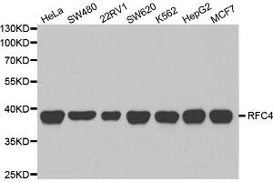 Western blot analysis of extracts of various cell lines, using RFC4 antibody (ABIN5973195) at 1/1000 dilution. (RFC4 antibody)