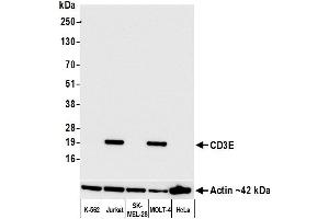 Western Blotting (WB) image for anti-CD3 epsilon (CD3E) (AA 139-189) antibody (ABIN7454000) (Recombinant CD3 epsilon antibody  (AA 139-189))