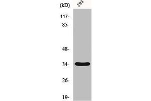 Western Blot analysis of 293 cells using GRTP1 Polyclonal Antibody (GRTP1 antibody  (Internal Region))
