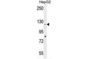 CCDC15 Antibody (C-term) western blot analysis in HepG2 cell line lysates (35µg/lane). (CCDC15 antibody  (C-Term))