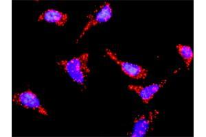 Proximity Ligation Analysis of protein-protein interactions between PIK3R1 and HRAS. (HRAS antibody  (AA 1-189))