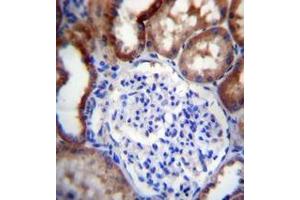 Immunohistochemistry analysis in formalin fixed and paraffin embedded human kidney tissue reacted with LINGO4 Antibody (C-term) followed by peroxidase conjugation of the secondary antibody and DAB staining. (LINGO4 antibody  (C-Term))