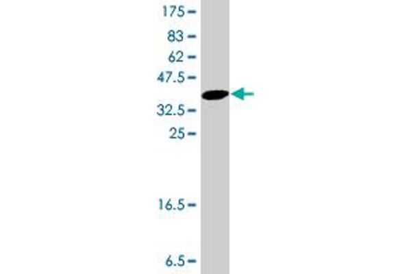 MAB21L1 antibody  (AA 250-358)