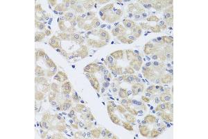 Immunohistochemistry of paraffin-embedded human stomach using DISC1 antibody. (DISC1 antibody  (AA 1-200))