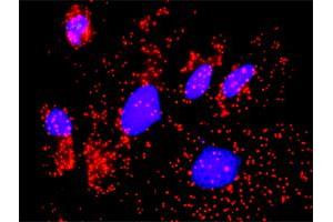 Proximity Ligation Analysis of protein-protein interactions between CAMK2G and FLNA. (CAMKII gamma antibody  (AA 1-527))