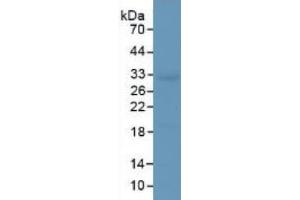 Mouse Capture antibody from the kit in WB with Positive Control: Rat large intestine tissue. (IL-33 ELISA Kit)