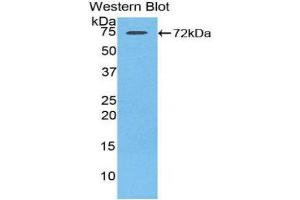 Western Blotting (WB) image for anti-Heat Shock 70kDa Protein 1-Like (HSPA1L) (AA 1-641) antibody (ABIN3201558) (HSPA1L antibody  (AA 1-641))