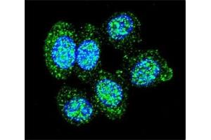 Confocal immunofluorescent analysis of ACP1 antibody with human HeLa cells followed by Alexa Fluor 488-conjugated goat anti-rabbit lgG (green). (ACP1 antibody  (AA 33-61))