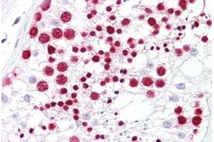 Anti-NPM1 antibody IHC staining of human testis. (NPM1 antibody  (AA 201-250))