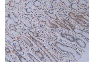 IHC-P analysis of Human Stomach Tissue, with DAB staining. (PEBP1 antibody  (AA 2-187))