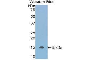 Western Blotting (WB) image for anti-Secreted LY6/PLAUR Domain Containing 1 (SLURP1) (AA 1-103) antibody (ABIN1860585) (SLURP1 antibody  (AA 1-103))