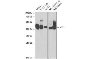 Western blot analysis of extracts of various cell lines, using  antibody (ABIN6127428, ABIN6136509, ABIN6136511 and ABIN6217463) at 1:1000 dilution. (Aminoacylase 1 antibody  (AA 1-408))
