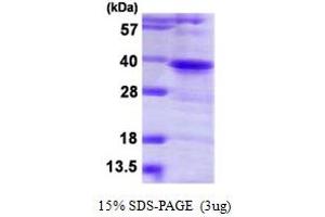 SDS-PAGE (SDS) image for Twinfilin, Actin-Binding Protein 1 (TWF1) (AA 1-252) protein (His tag) (ABIN667989) (TWF1 Protein (AA 1-252) (His tag))