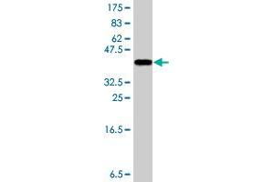 Western Blot detection against Immunogen (36. (RNH1 antibody  (AA 2-93))