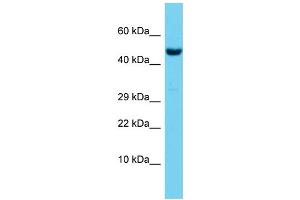 Host:  Rabbit  Target Name:  Rbpj  Sample Type:  Mouse Testis lysates  Antibody Dilution:  1. (RBPJ antibody  (Middle Region))