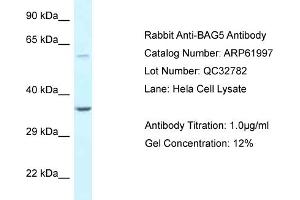 Western Blotting (WB) image for anti-BCL2-Associated Athanogene 5 (BAG5) (N-Term) antibody (ABIN2774330) (BAG5 antibody  (N-Term))