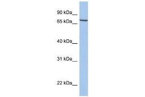 SLC20A1 antibody used at 1 ug/ml to detect target protein.