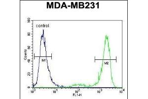 KCNT2 Antibody (C-term) (ABIN654309 and ABIN2844095) flow cytometric analysis of MDA-M cells (right histogram) compared to a negative control cell (left histogram). (KCNT2 antibody  (C-Term))