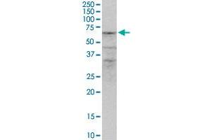 ZNF284 MaxPab polyclonal antibody. (ZNF284 antibody  (AA 1-593))
