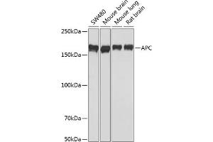 Western blot analysis of extracts of various cell lines, using APC antibody (ABIN7265452) at 1:1000 dilution. (APC antibody)