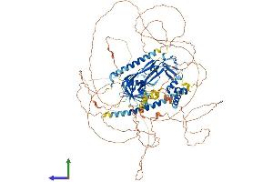 AlphaFold protein structure predicition of Mouse Recombinant Nbr1 Protein, UniprotID P97432 (NBR1 Protein (AA 1-988) (His tag))
