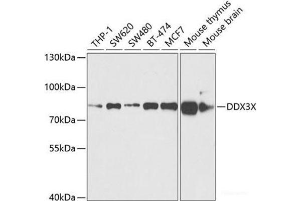 DDX3X antibody