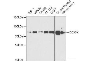 Western blot analysis of extracts of various cell lines using DDX3X Polyclonal Antibody at dilution of 1:1000. (DDX3X antibody)