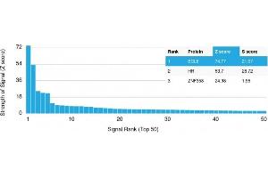 Analysis of Protein Array containing more than 19,000 full-length human proteins using bcl-6 Mouse Monoclonal Antibody (BCL6/1475). (BCL6 antibody  (AA 256-389))