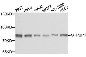 Western blot analysis of extracts of various cell lines, using GTPBP4 antibody. (GTPBP4 antibody  (AA 385-634))