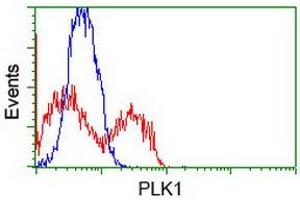 Flow Cytometry (FACS) image for anti-Polo-Like Kinase 1 (PLK1) antibody (ABIN1500281) (PLK1 antibody)