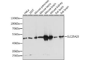 Western blot analysis of extracts of various cell lines, using SLC25 Rabbit pAb  at 1:1000 dilution. (SLC25A23 antibody  (AA 1-160))