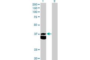 Western Blot analysis of PDHB expression in transfected 293T cell line by PDHB MaxPab polyclonal antibody. (PDHB antibody  (AA 1-359))